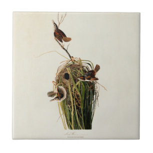 John James Audubon Sumpfzaunkönig-Vogel-Druck Fliese