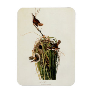 John James Audubon Sumpfzaunkönig-Vogel-Druck Magnet