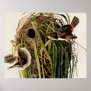 John James Audubon Sumpfzaunkönig-Vogel-Druck Poster