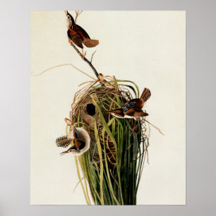 John James Audubon Sumpfzaunkönig-Vogel-Druck Poster