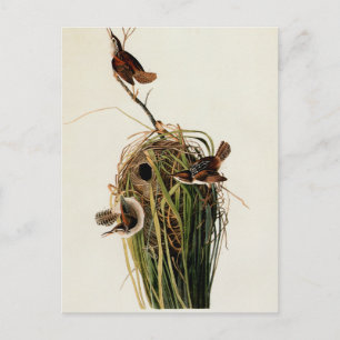 John James Audubon Sumpfzaunkönig-Vogel-Druck Postkarte