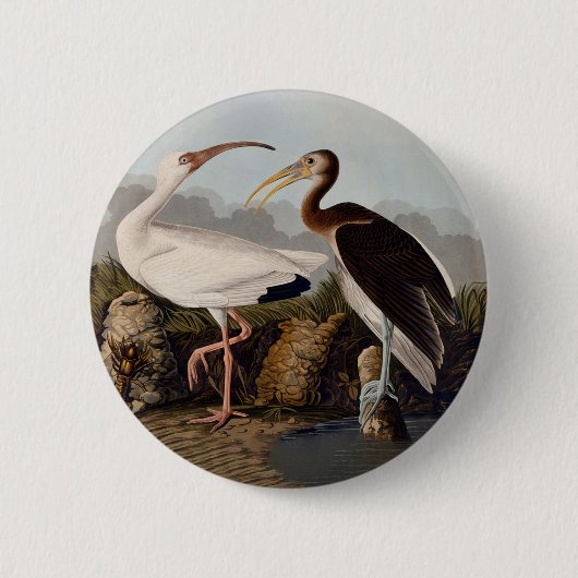John James Audubon Weißer Ibis Vogel Druck Klassik Button (Vorderseite)