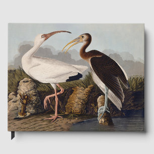 John James Audubon Weißer Ibis Vogel Druck Klassik Gästebuch