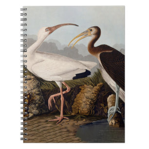 John James Audubon Weißer Ibis Vogel Druck Klassik Notizblock