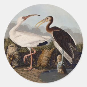 John James Audubon Weißer Ibis Vogel Druck Klassik Runder Aufkleber