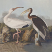 John James Audubon White Ibis Bird Print Classic Aufkleber (Vorderseite)