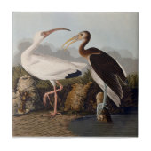 John James Audubon White Ibis Bird Print Classic Fliese (Vorderseite)
