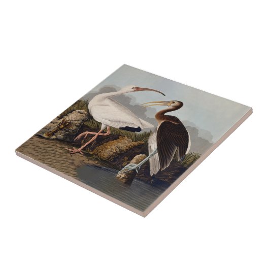 John James Audubon White Ibis Bird Print Classic Fliese (Seite)
