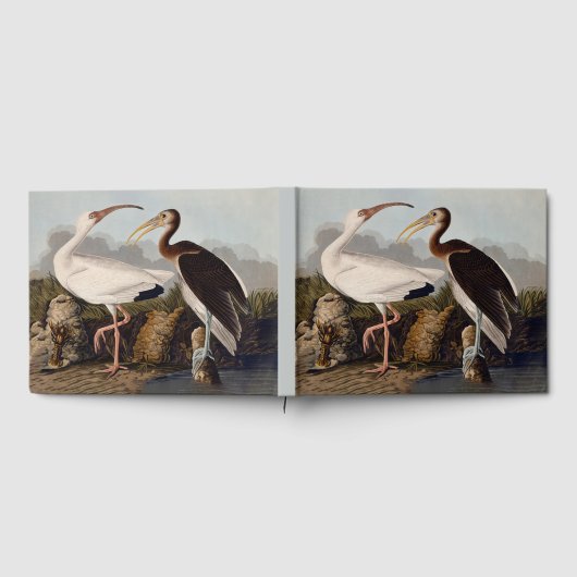 John James Audubon White Ibis Bird Print Classic Gästebuch (Voll)