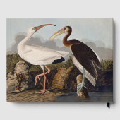 John James Audubon White Ibis Bird Print Classic Gästebuch (Rückseite)