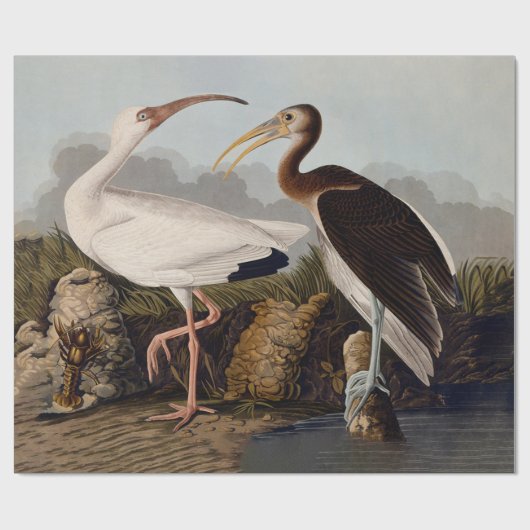 John James Audubon White Ibis Bird Print Classic Geschenkpapier (Flach)