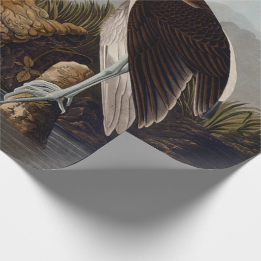 John James Audubon White Ibis Bird Print Classic Geschenkpapier (Ecke)