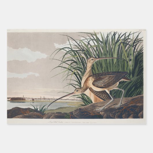 John James Audubon White Ibis Bird Print Classic Geschenkpapier Set (Vorderseite 2)