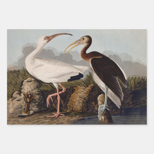 John James Audubon White Ibis Bird Print Classic Geschenkpapier Set (Vorderseite)