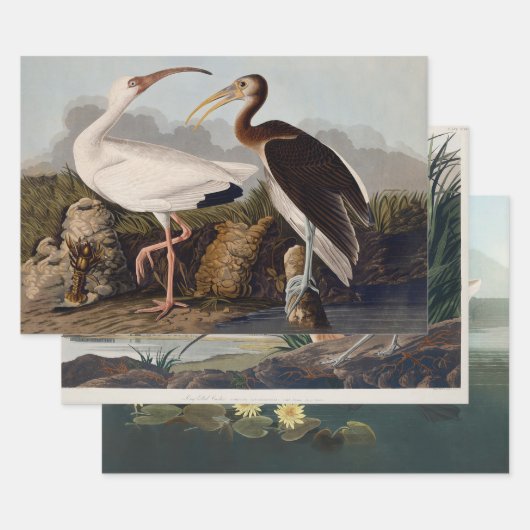 John James Audubon White Ibis Bird Print Classic Geschenkpapier Set (Set)