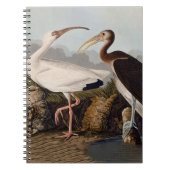 John James Audubon White Ibis Bird Print Classic Notizblock (Vorderseite)