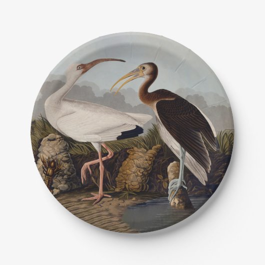 John James Audubon White Ibis Bird Print Classic Pappteller (Vorderseite)