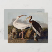 John James Audubon White Ibis Bird Print Classic Postkarte (Vorne/Hinten)