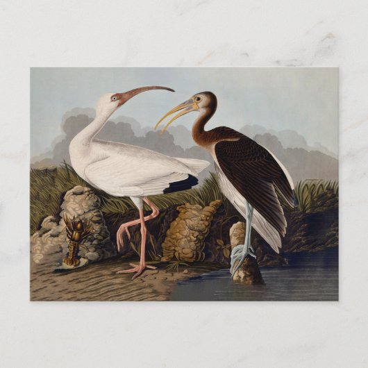 John James Audubon White Ibis Bird Print Classic Postkarte (Vorderseite)