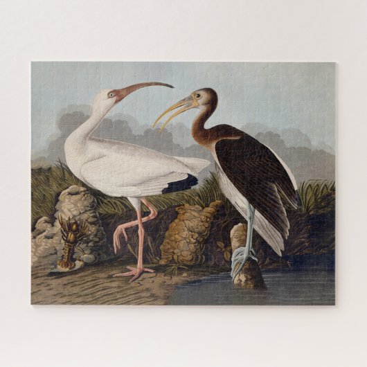 John James Audubon White Ibis Bird Print Classic Puzzle (Horizontal)