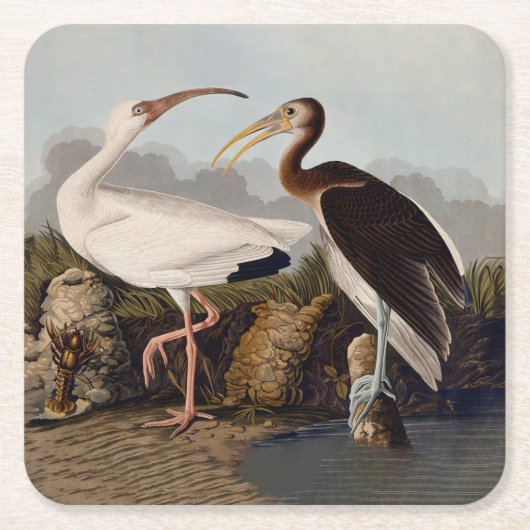 John James Audubon White Ibis Bird Print Classic Rechteckiger Pappuntersetzer (Vorderseite)