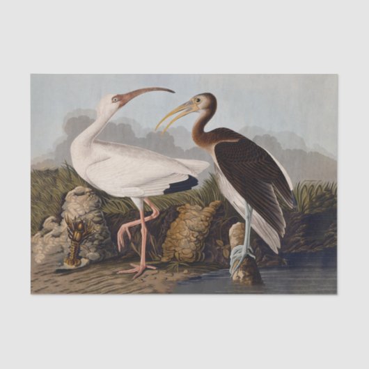 John James Audubon White Ibis Bird Print Classic Seidenpapier (Vorderseite)