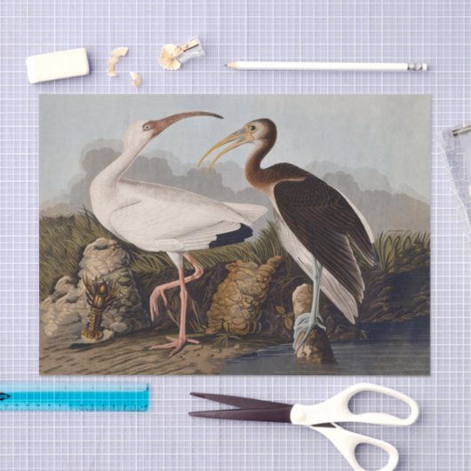 John James Audubon White Ibis Bird Print Classic Seidenpapier (Handwerk)