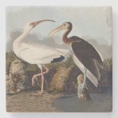 John James Audubon White Ibis Bird Print Classic Steinuntersetzer (Vorderseite)