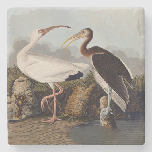 John James Audubon White Ibis Bird Print Classic Steinuntersetzer (Vorderseite)