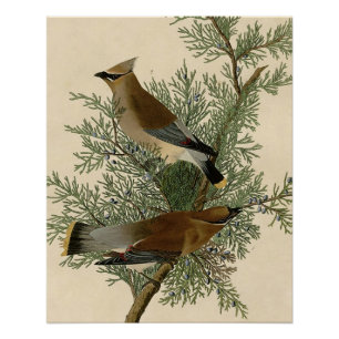 John James Audubon Zedernseidenschwanz-Vogel Druck
