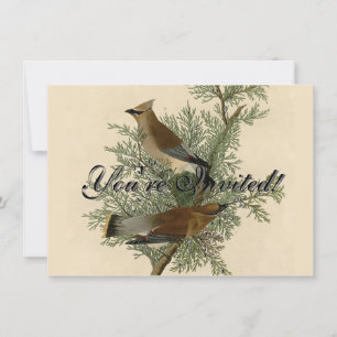 John James Audubon Zedernseidenschwanz-Vogel Druck Einladung