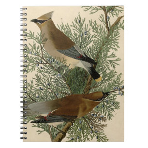 John James Audubon Zedernseidenschwanz-Vogel Druck Notizblock
