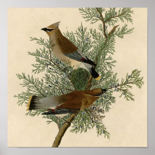 John James Audubon Zedernseidenschwanz-Vogel-Druck Poster