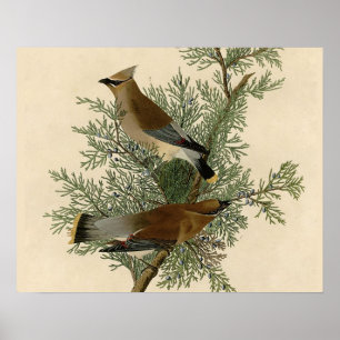 John James Audubon Zedernseidenschwanz-Vogel Druck Poster