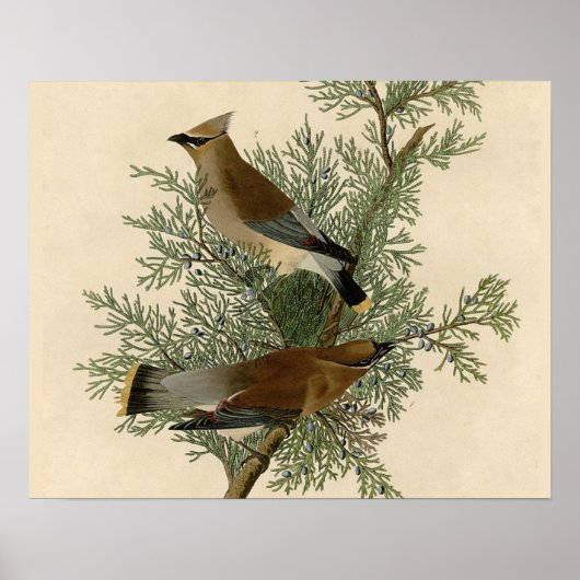 John James Audubon Zedernseidenschwanz-Vogel Druck Poster (Vorne)