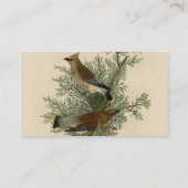 John James Audubon Zedernseidenschwanz-Vogel Druck Visitenkarte (Rückseite)