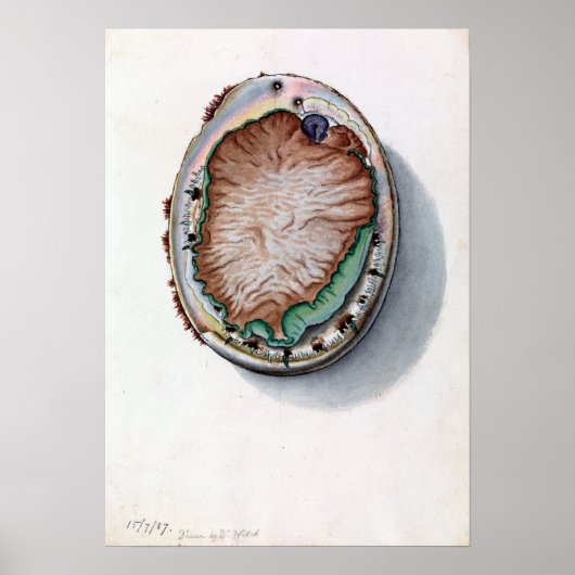 John James Wild Green lipped Abalone Vintag Poster (Vorne)