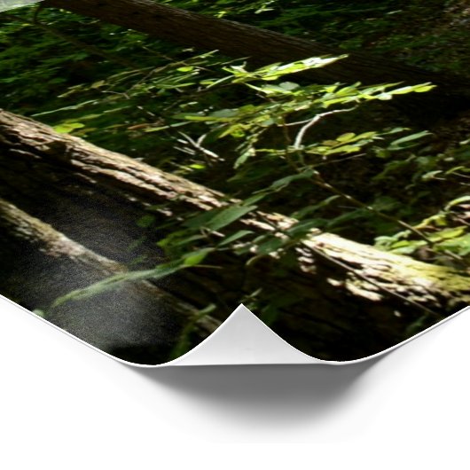 John Muir Quote Dirt Path in Forest Fotografy Poster (Ecke)