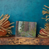 John Muir Zitat Giant Conifer Forest Fotoplatte