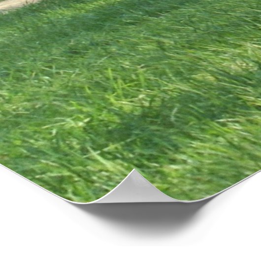 John Oliver Black Bear Cabin Poster (Ecke)