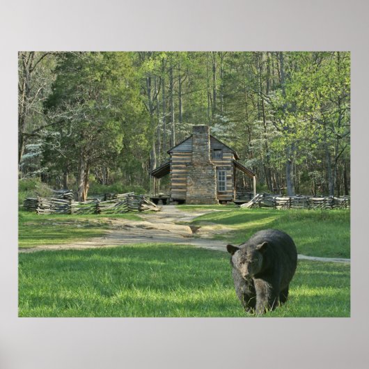 John Oliver Black Bear Cabin Poster (Vorne)