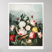 John Thornton Rose aus dem Tempel der Flora Poster (Vorne)