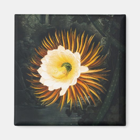 John Thornton The Night-Blaswing Cereus Botanical Magnet (Vorne)
