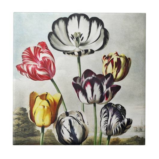 John Thornton Tulips aus dem Tempel der Flora Fliese (Vorderseite)