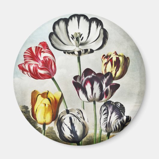 John Thornton Tulips aus dem Tempel der Flora Magnet (Vorne)