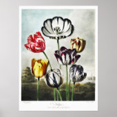 John Thornton Tulips aus dem Tempel der Flora Poster (Vorne)