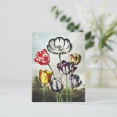 John Thornton Tulips aus dem Tempel der Flora Postkarte (Stehend Vorderseite)