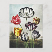 John Thornton Tulips aus dem Tempel der Flora Postkarte (Vorderseite)