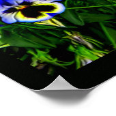 Johnny Jump Up Poster (Ecke)