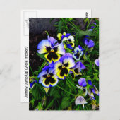 Johnny Jump Up Postkarte (Vorne/Hinten)